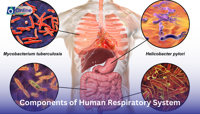 Lesson 02: Components of Human Respiratory System
